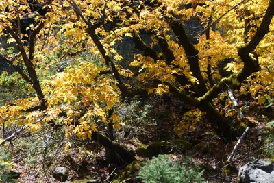 DSC_6452 (Large).JPG